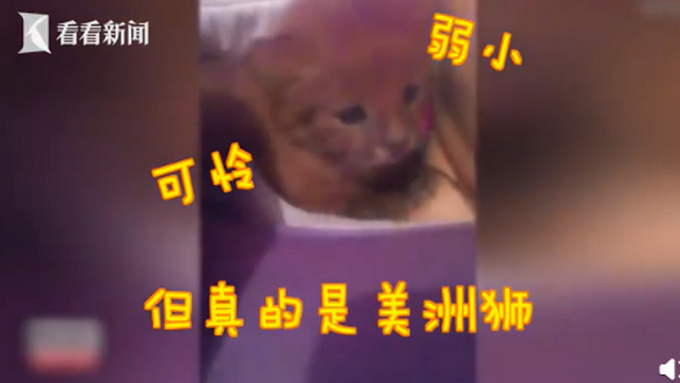小奶猫是美洲狮原来是这样的 
