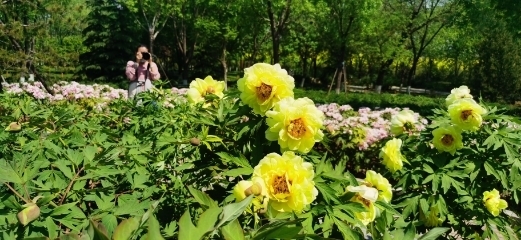 文明游园成为济南植物园最美风景