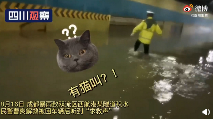 交警暴雨中救起小橘猫留下当警喵