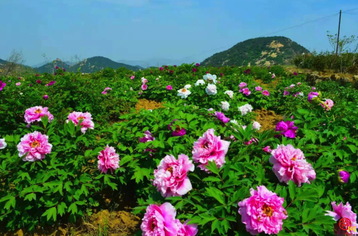 天上人家牡丹艺术文化节邀您免费游