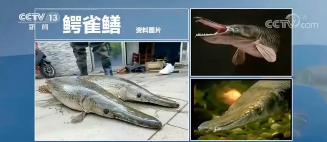 近期多地发现“怪鱼”鳄雀鳝！究竟什么来头？为何非抓不可