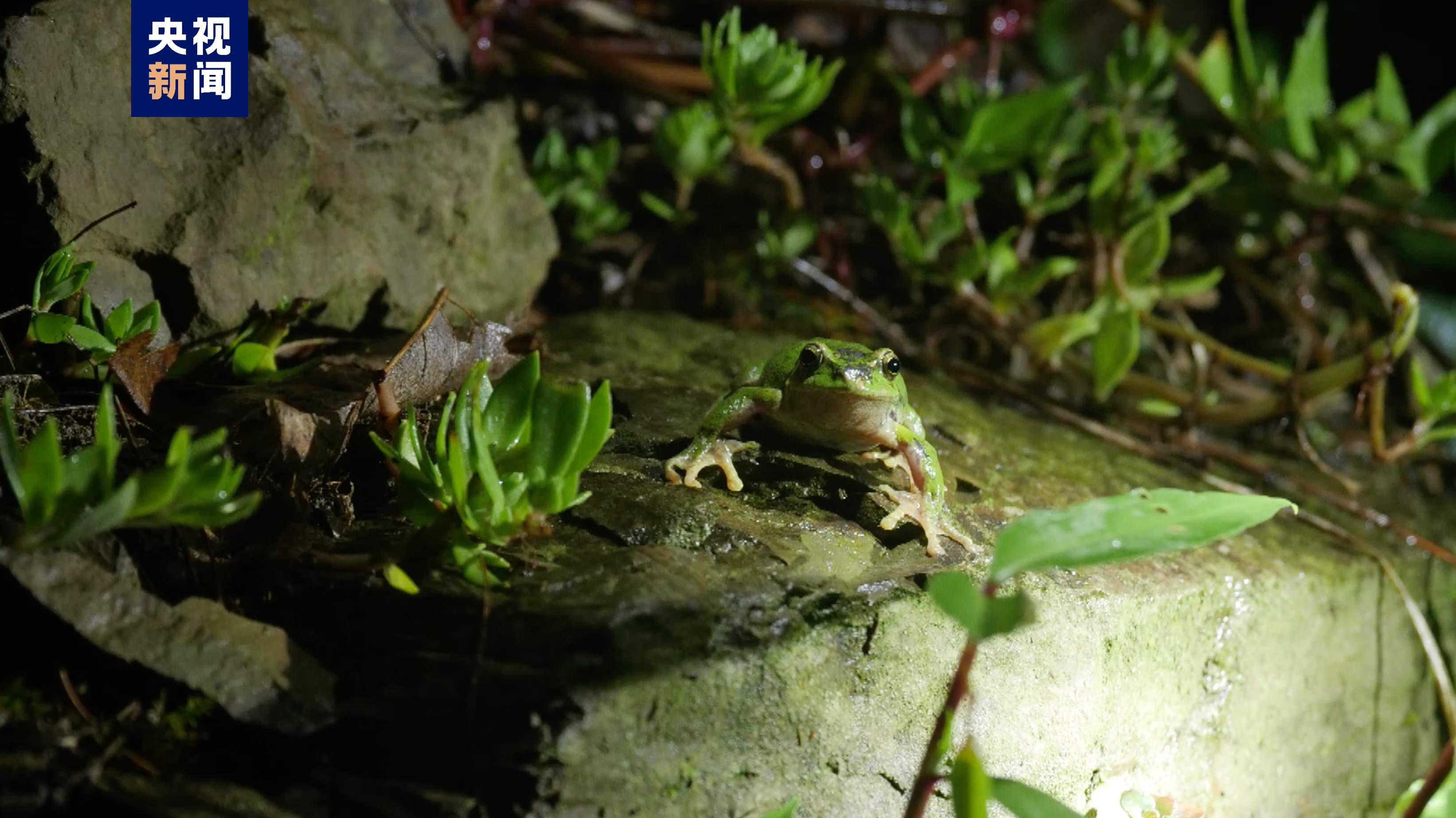 重庆雪宝山保护区首次发现二级保护动物巫溪树蛙