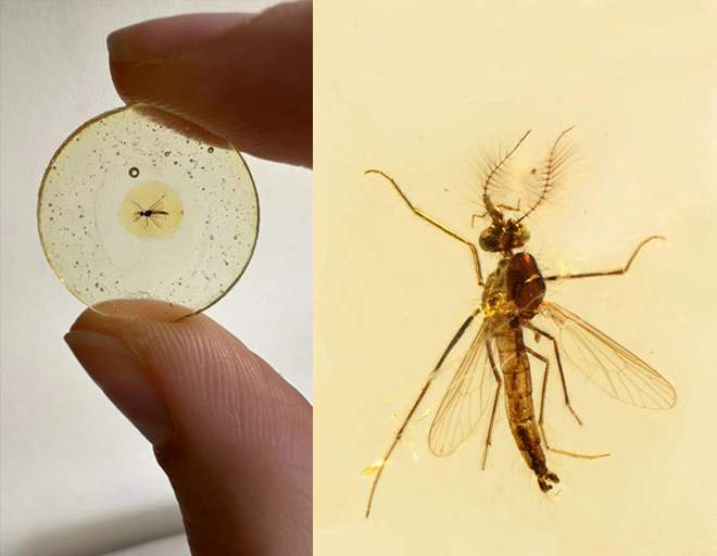 距今约1.3亿年！约亿已知科学家发现已知最古老的年科蚊子