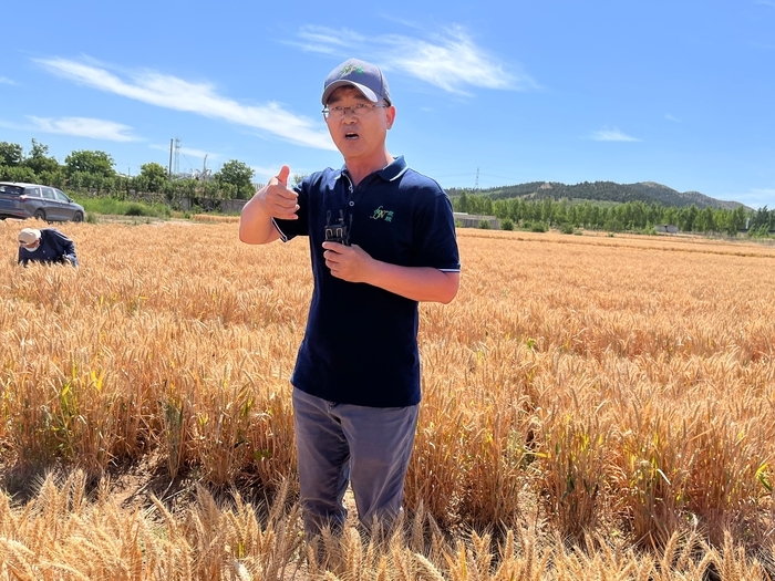 麦田中的现场商量滚滚麦浪中探究种业发展之道