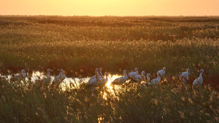 黄河入海口&middot;山东东营：这里有座&ldquo;鸟类国际机场&rdquo;