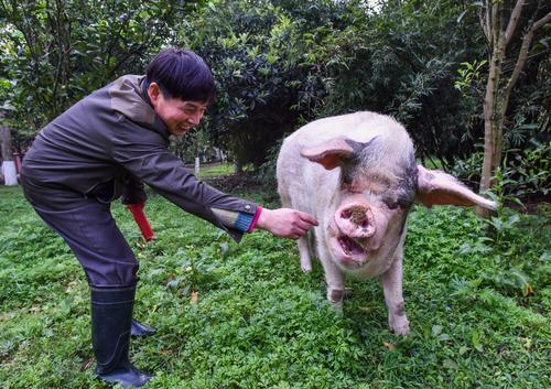 14岁的猪坚强已瘦骨嶙峋网友希望它能安乐地离开