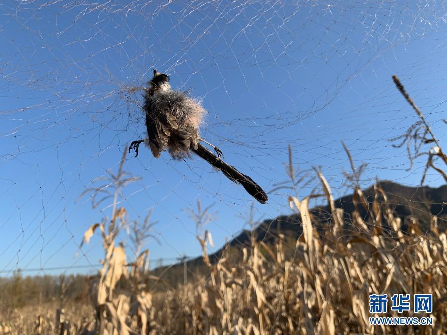 迁徙的候鸟来源于世界各地,存在携带传染性病毒的可能,捕获流入市场后