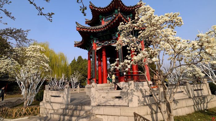舜视频丨玉兰花开梅花绽放 这是济南诗意的春天