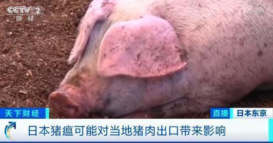 什么情况?日本已扑杀生猪17万头 业内担忧猪瘟向各地进一步蔓延