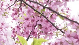 武大内、东湖畔！樱花开了！