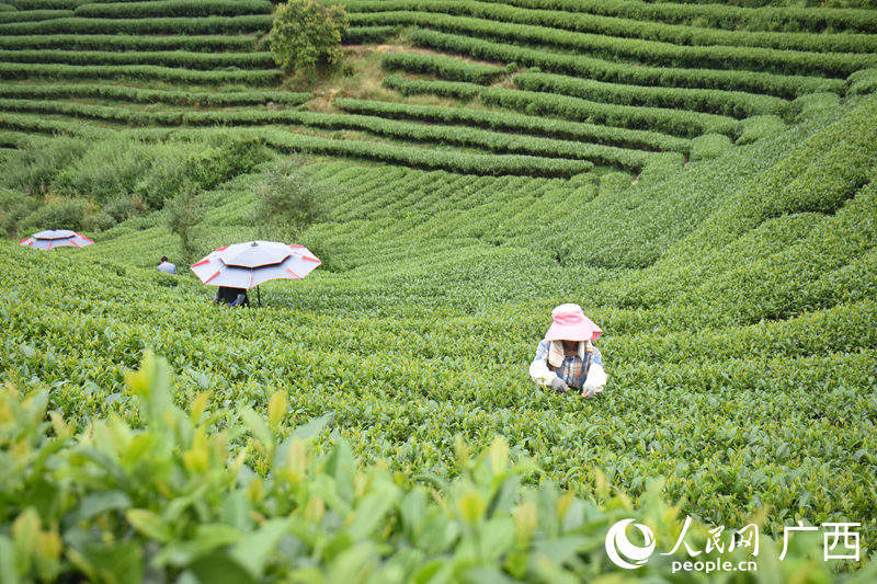 多彩民族有多彩丨广西三江：茶旅融合激发乡村振兴新动能