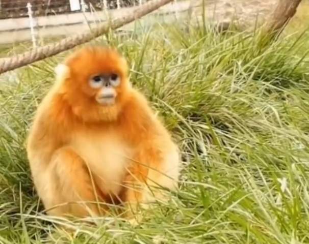 野狼“胖若两狼”！不该投喂的不只是可可西里的狼