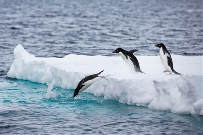 摸清南极固定冰“家底”，不仅关乎企鹅繁殖和捕食