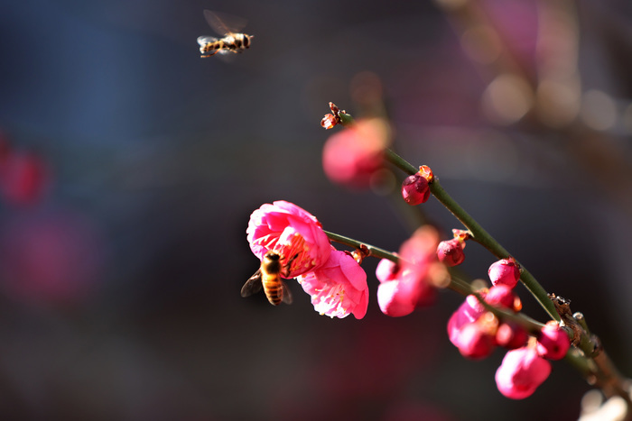 垂柳吐绿，迎春花开，乐享“梅”好时光