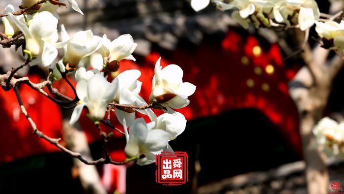 舜视频｜万竹园：济南的春天，都藏在了趵突泉公园这个国宝级的院落里！