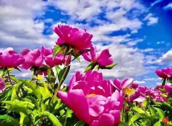 天上人家牡丹艺术文化节邀您免费游