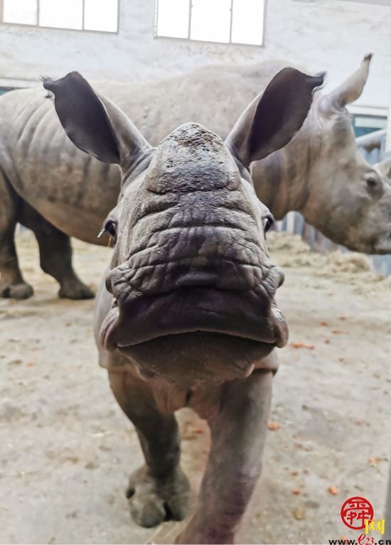 江北首例犀牛宝宝在线征名啦还有机会赢取4992元大礼