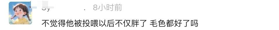 野狼“胖若两狼”！不该投喂的不只是可可西里的狼