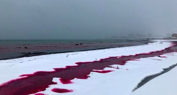 震惊！里海岸边雪地一夜间被“染红” 专家这样解释