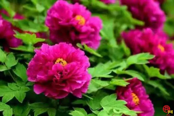 天上人家牡丹艺术文化节邀您免费游