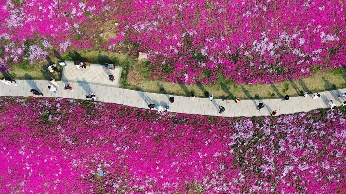 奔赴那如潮花海 济南一路生花