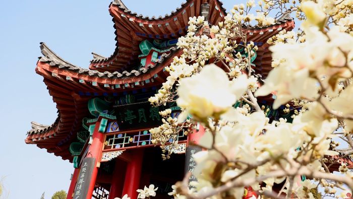 舜视频丨玉兰花开梅花绽放 这是济南诗意的春天
