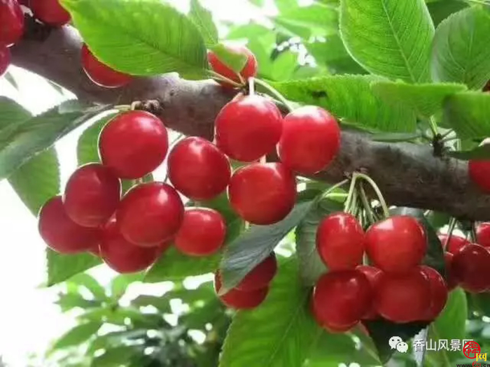 天上人家牡丹艺术文化节邀您免费游