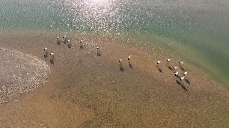 黄河入海口&middot;山东东营：这里有座&ldquo;鸟类国际机场&rdquo;