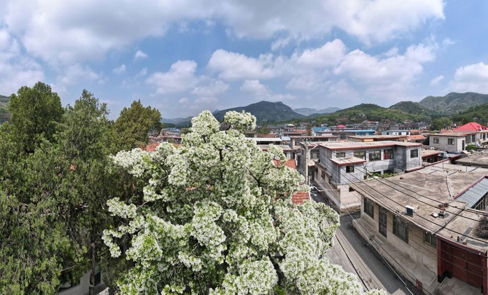 千年降龙树花开似雪 香飘十里美如画