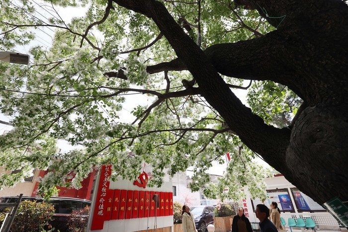 千年降龙树花开似雪 香飘十里美如画