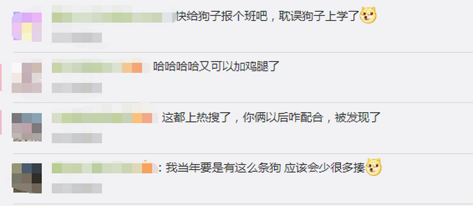 【惯犯】狗子听到家长进门提醒女孩写作业，具体是什么情况？