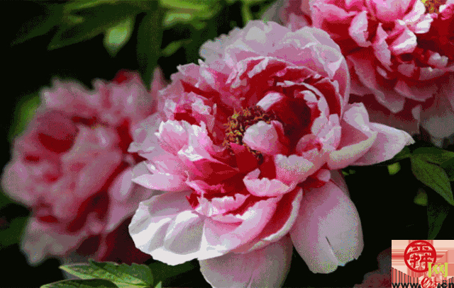 天上人家牡丹艺术文化节邀您免费游