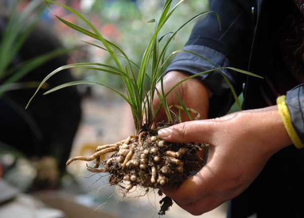 恶炒盗挖，植物界“大熊猫”报警！