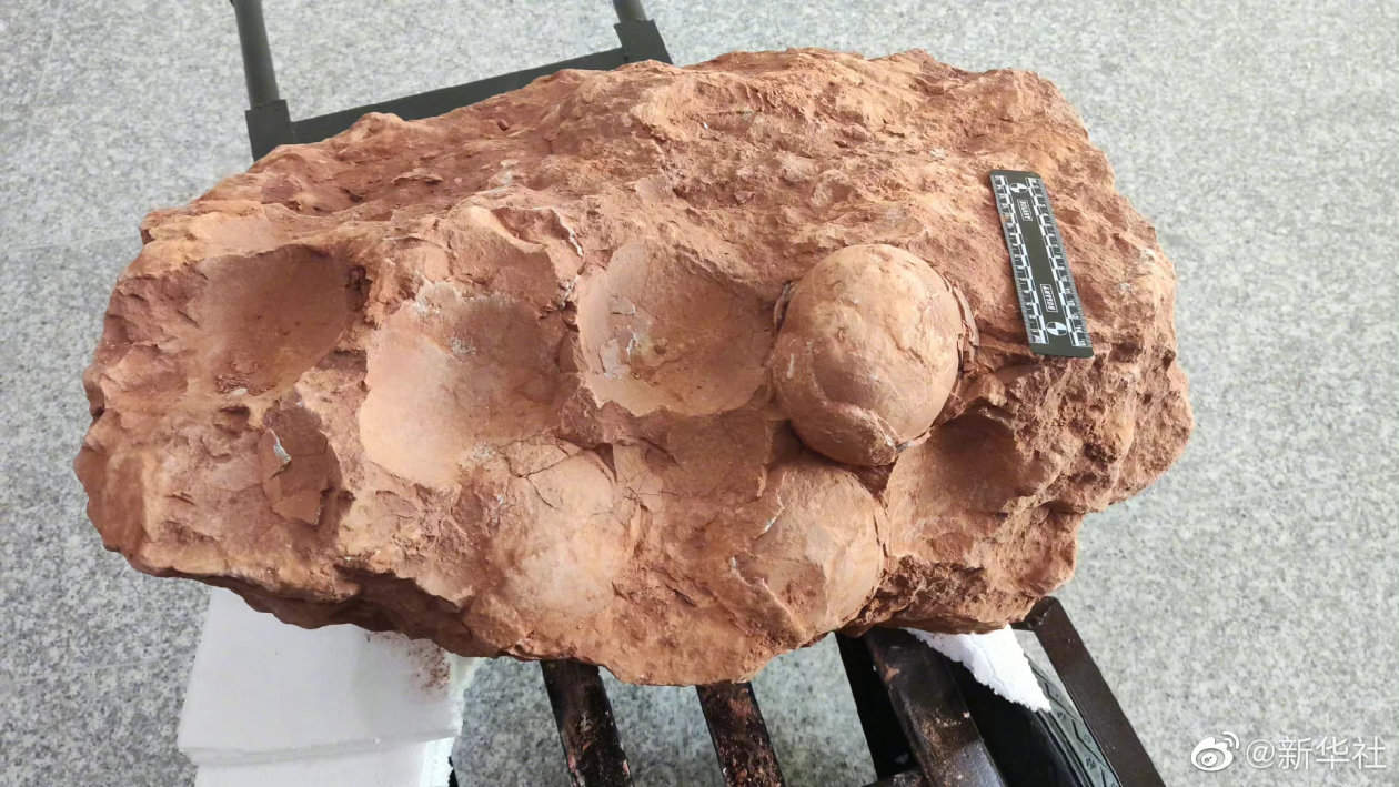 江西发现距今约8000万年恐龙蛋化石