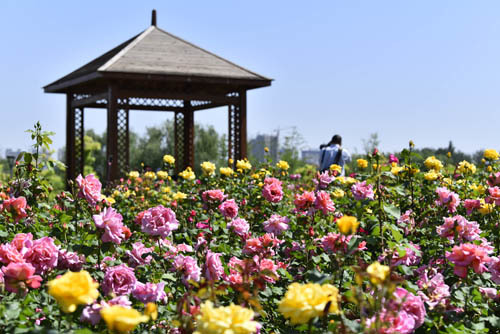 200多种月季花，十几种宿根花 ……寿光花卉新品种丰富城市色彩