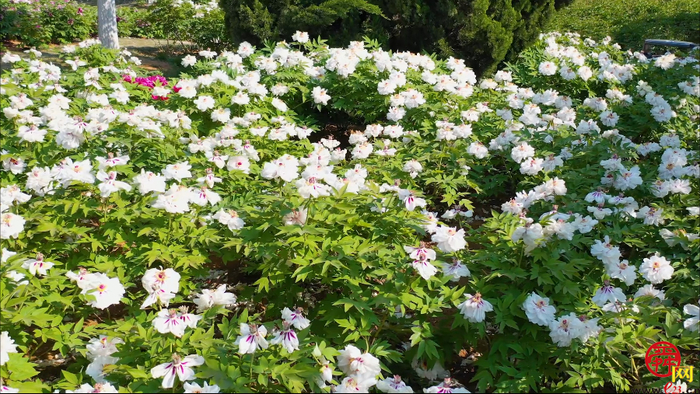 “五一”假期 舜网带您云漫游——济南植物园