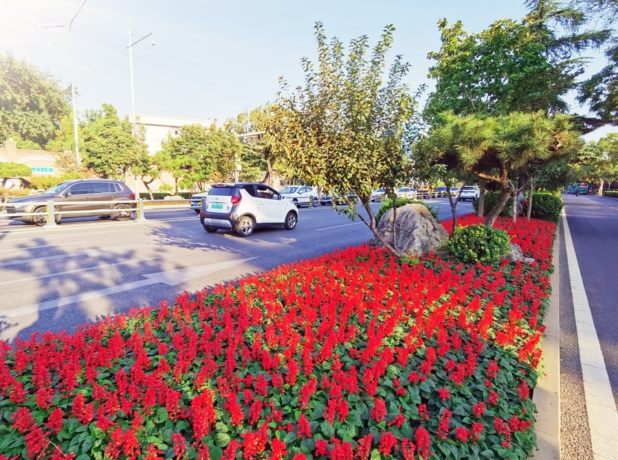 5组立体花卉造型 58.19万盆鲜花 济南市中花团锦簇盛装迎国庆