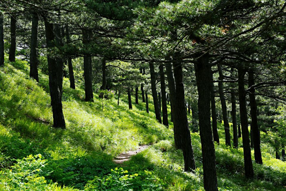 2020年，山东力争创建5个省森林城市500个森林村居
