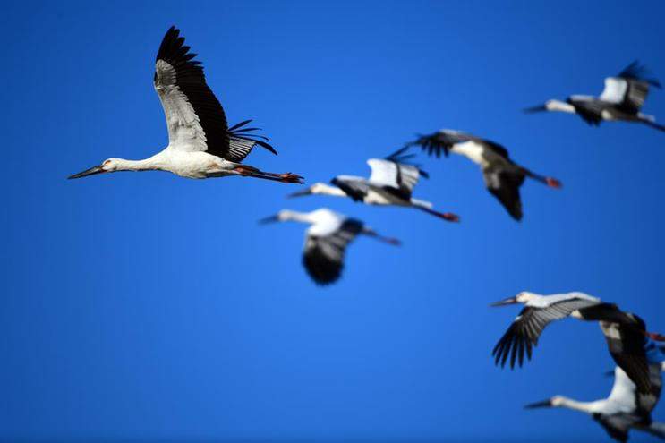 黄河入海口&middot;山东东营：这里有座&ldquo;鸟类国际机场&rdquo;