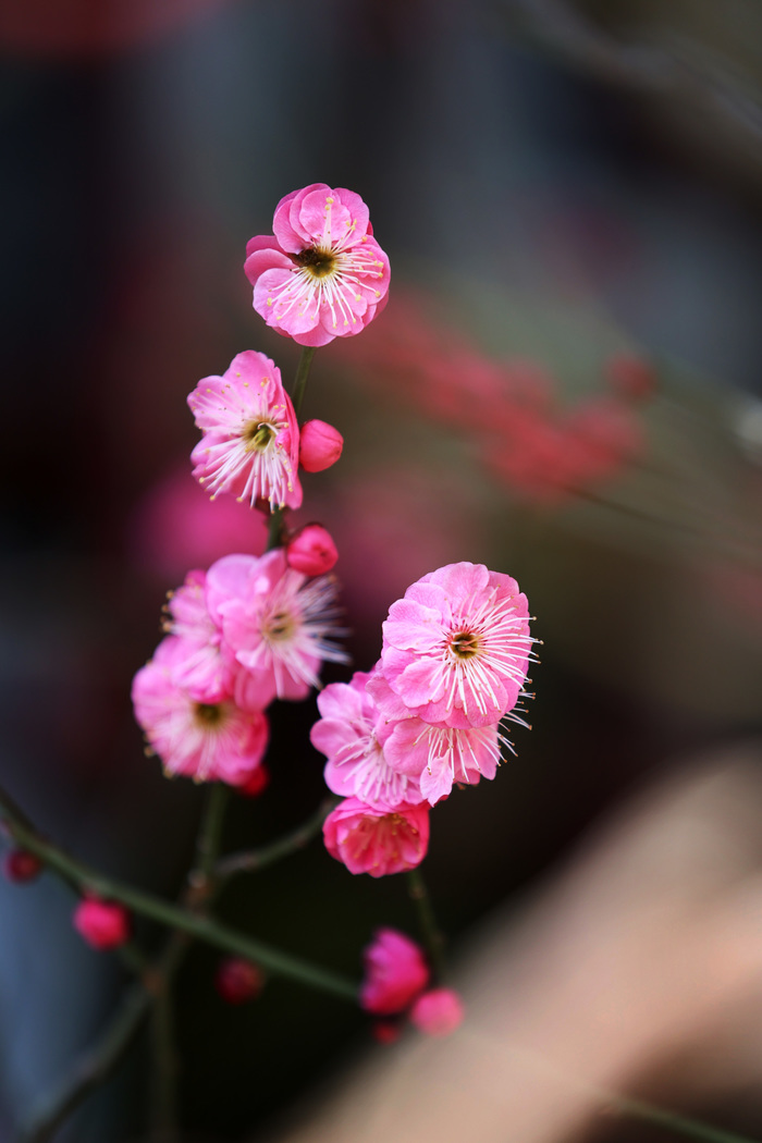 垂柳吐绿，迎春花开，乐享“梅”好时光