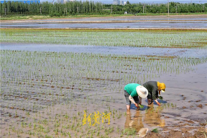 濟南有片北方少見的水稻田高溫下農民忙插秧