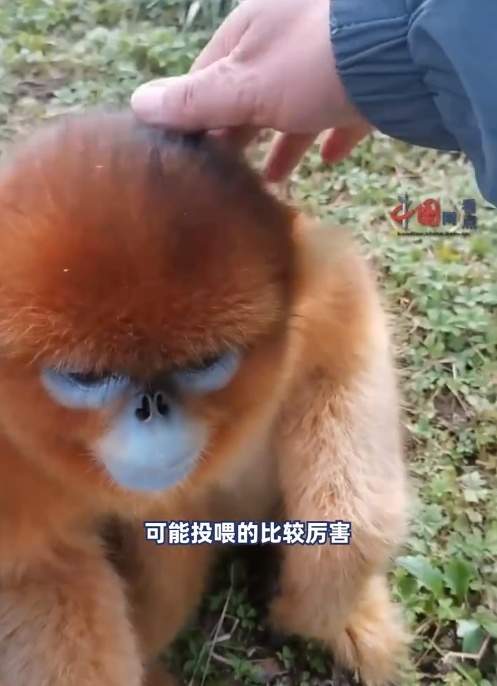 野狼“胖若两狼”！不该投喂的不只是可可西里的狼