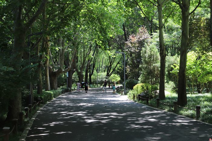 绿树成荫翠满城扮靓槐荫生态底色