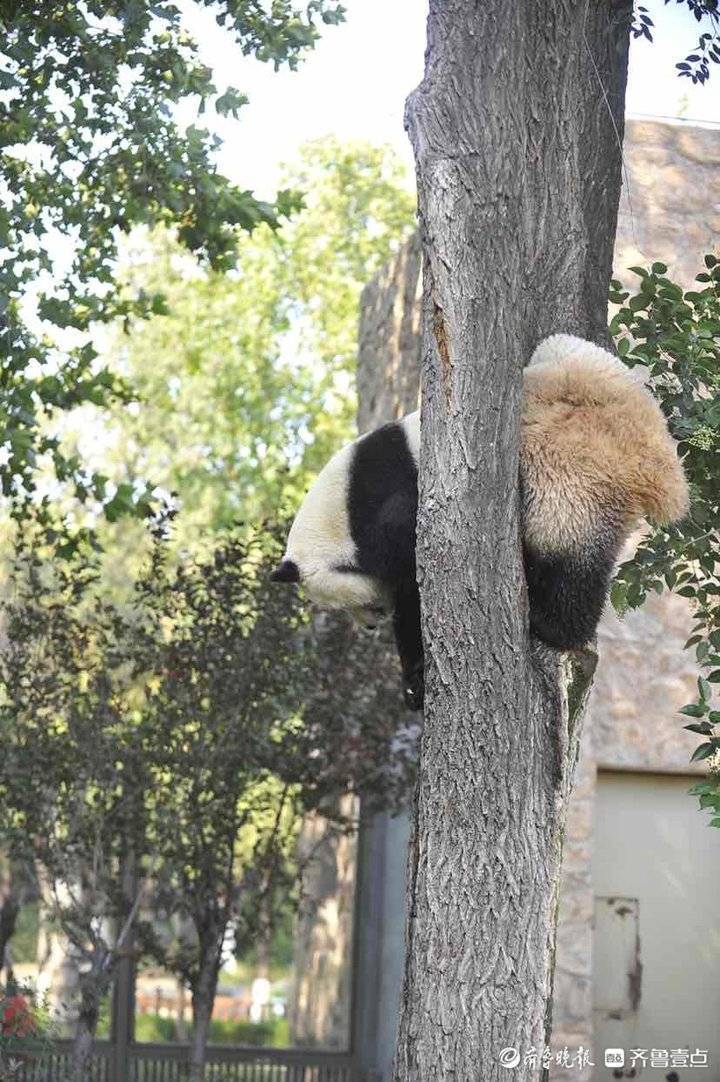 大熊猫上树图片爬树图片