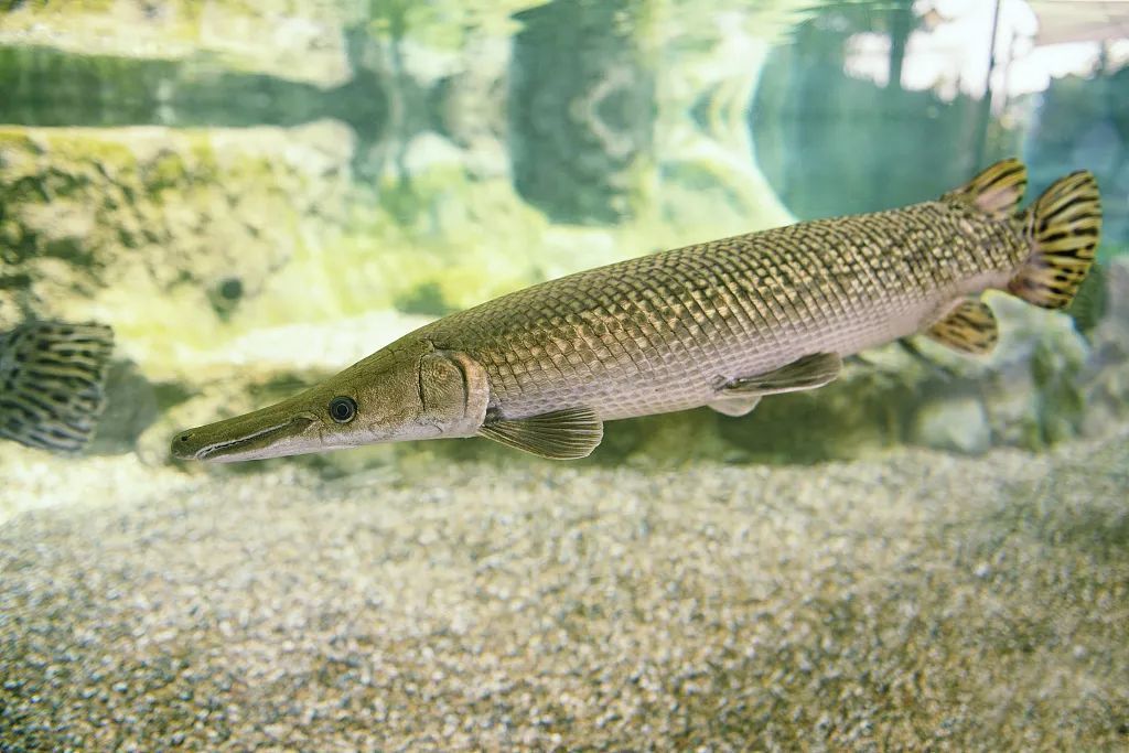 近期多地发现“怪鱼”鳄雀鳝！究竟什么来头？为何非抓不可