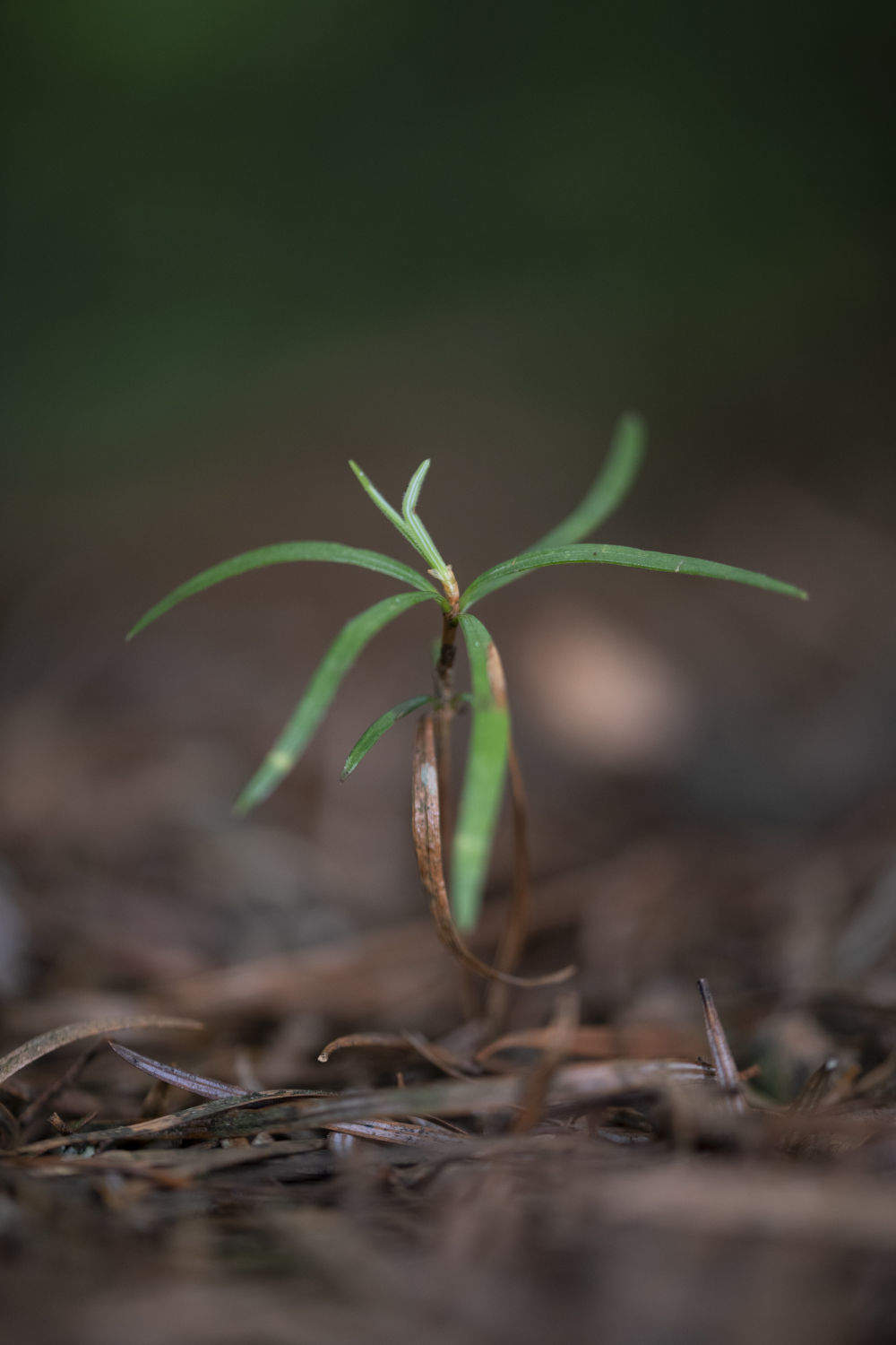 植物大熊猫银杉迎来新生