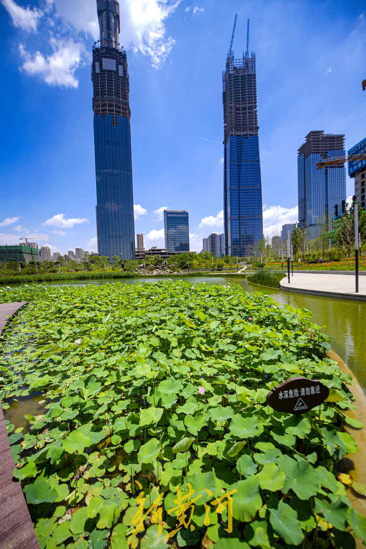 济南cbd五指山下荷花开高楼群中绿意浓