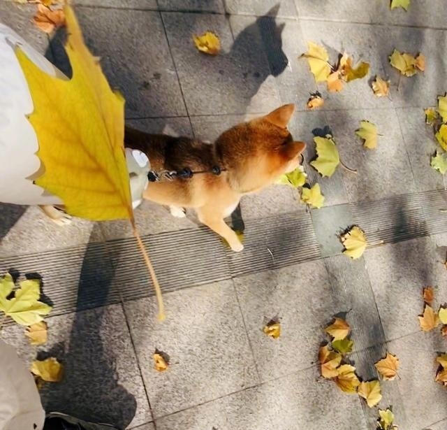 《向往的生活》定档！被明星领养的萌犬们，现在如何了？