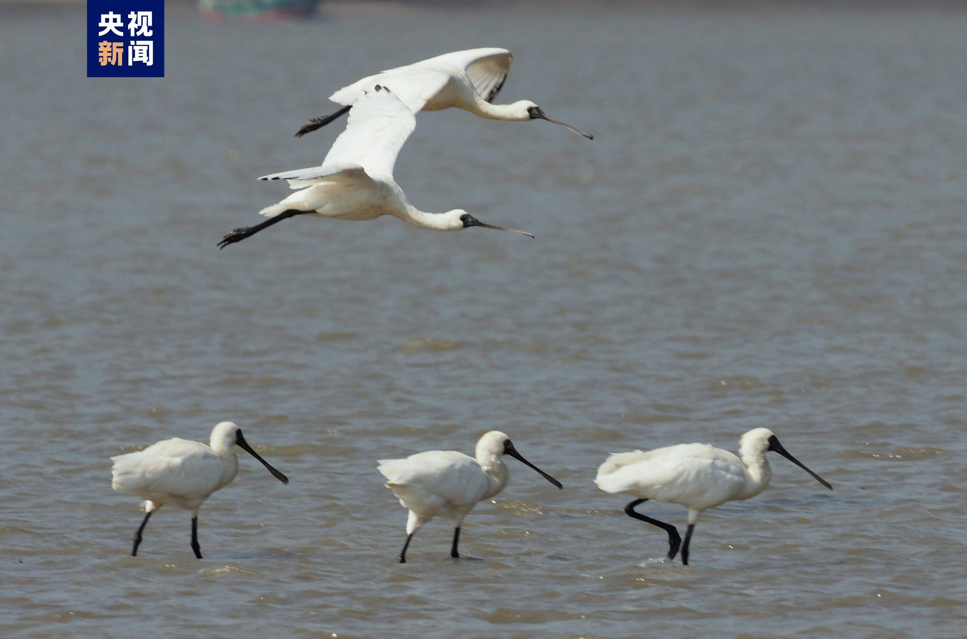 海南近年来越冬水鸟数量众多,珍稀濒危水鸟种类多样性丰富的鸟类栖息