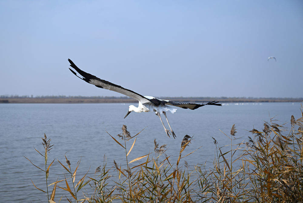 3只鳥類大熊貓東方白鸛在七里海溼地重返自然